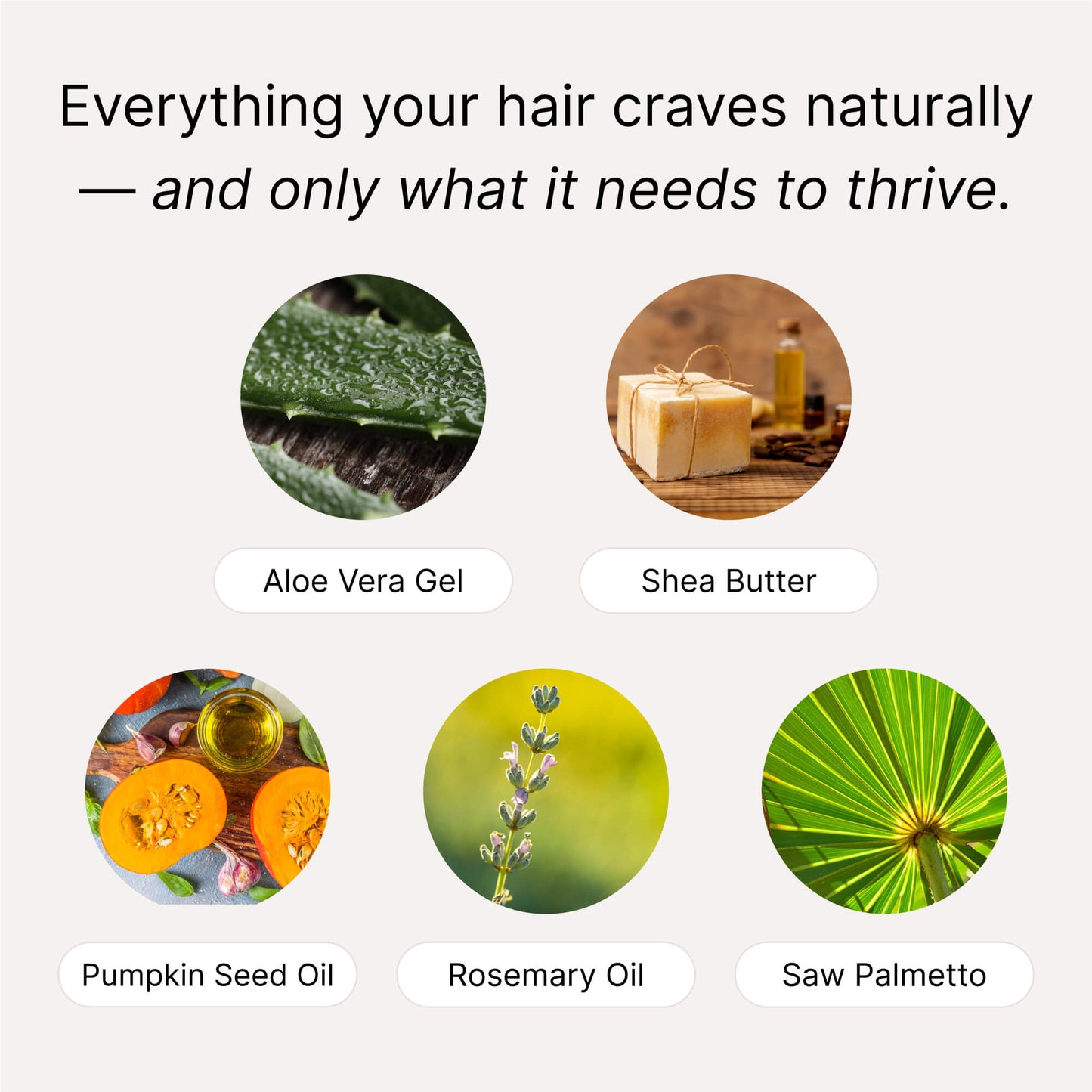 Mohebi Life Herbal Boost Shampoo For Men
