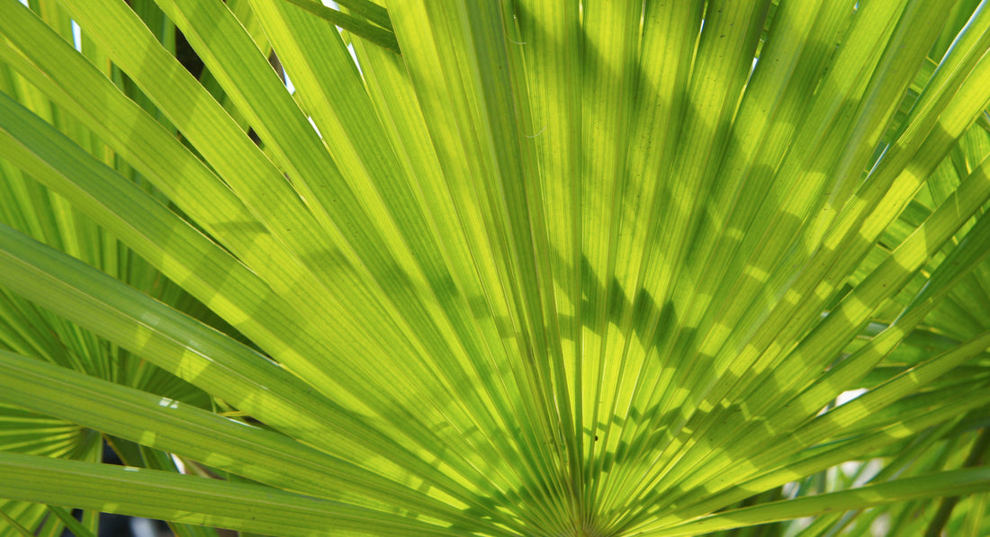 Benefits of Saw Palmetto